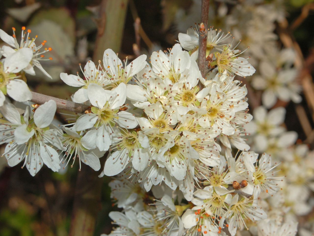 Un arbusto dai fiori bianchi Prunus spinosa